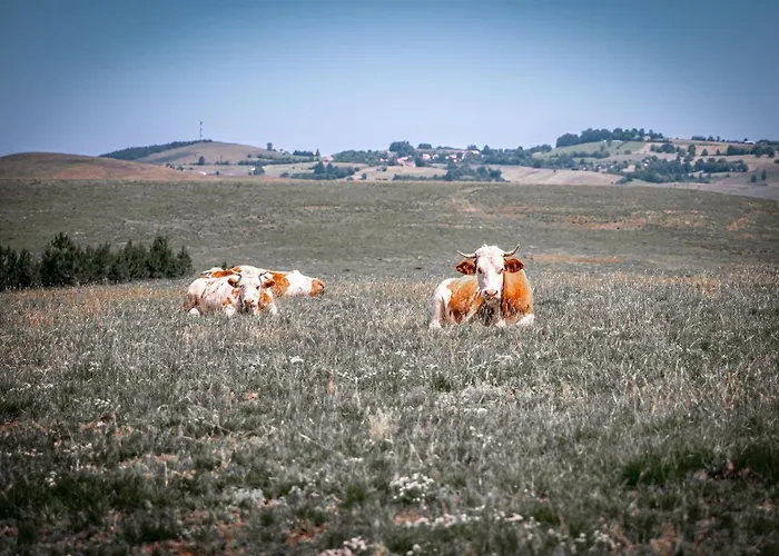 Apartament The Crown